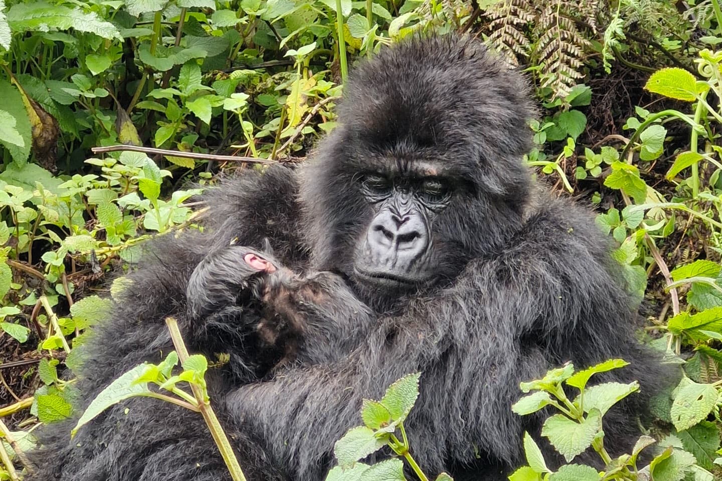 Gorilla Trekking