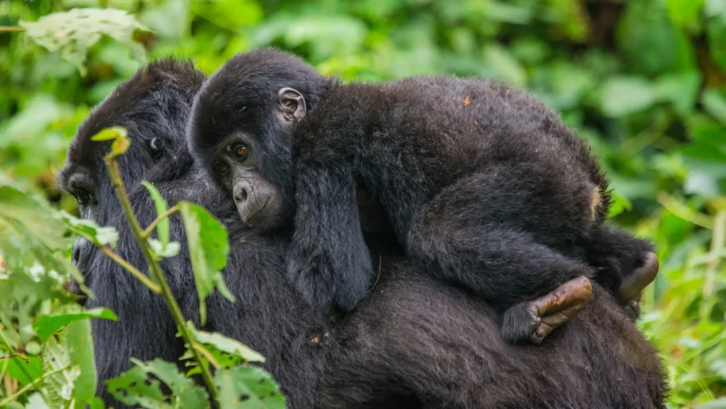 Mother Gorilla with her cute little baby on her back