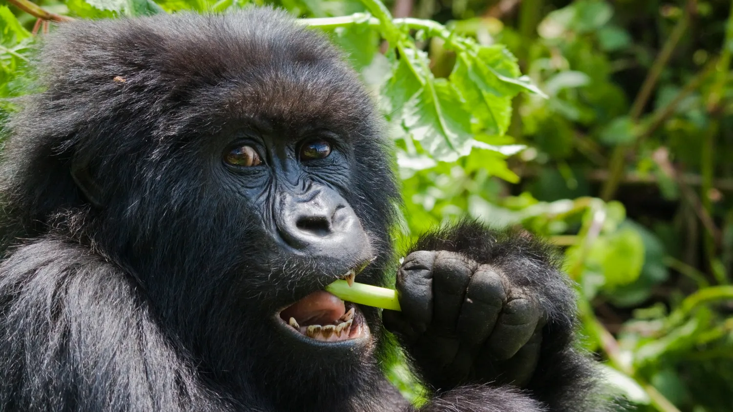 A mother gorilla is eating a snack in the morning